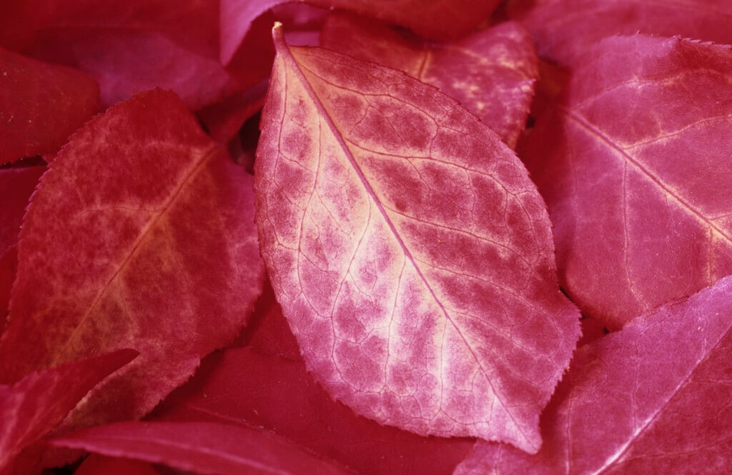 spindle