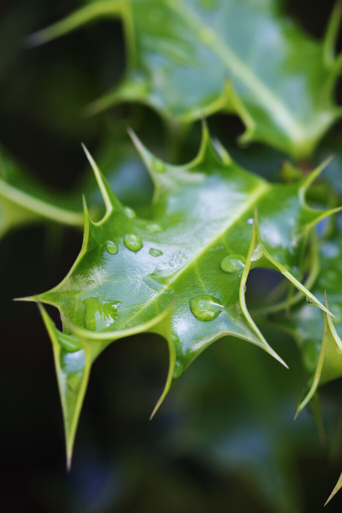 Ilex Aquifolium Common Holly Trees RHS Gardening