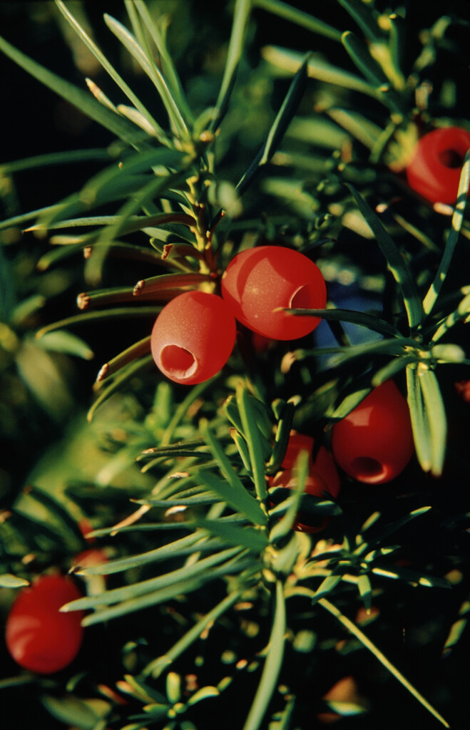 Anglo-Japanese yew