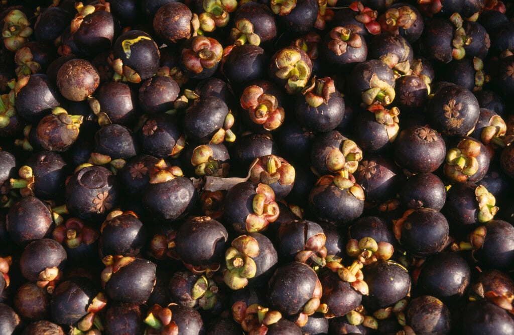 mangosteen