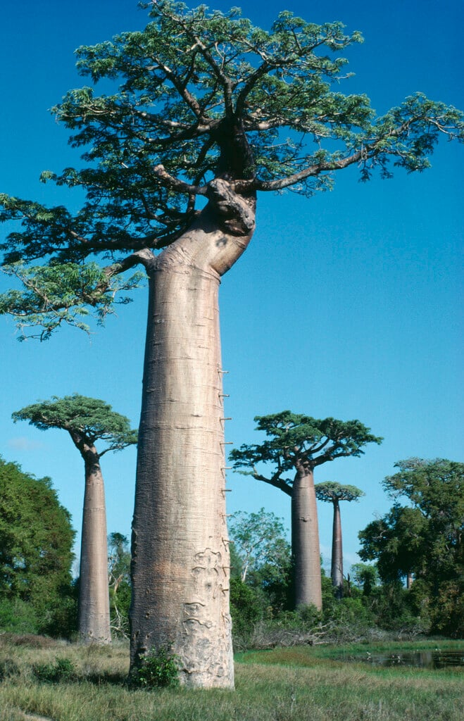 baobab