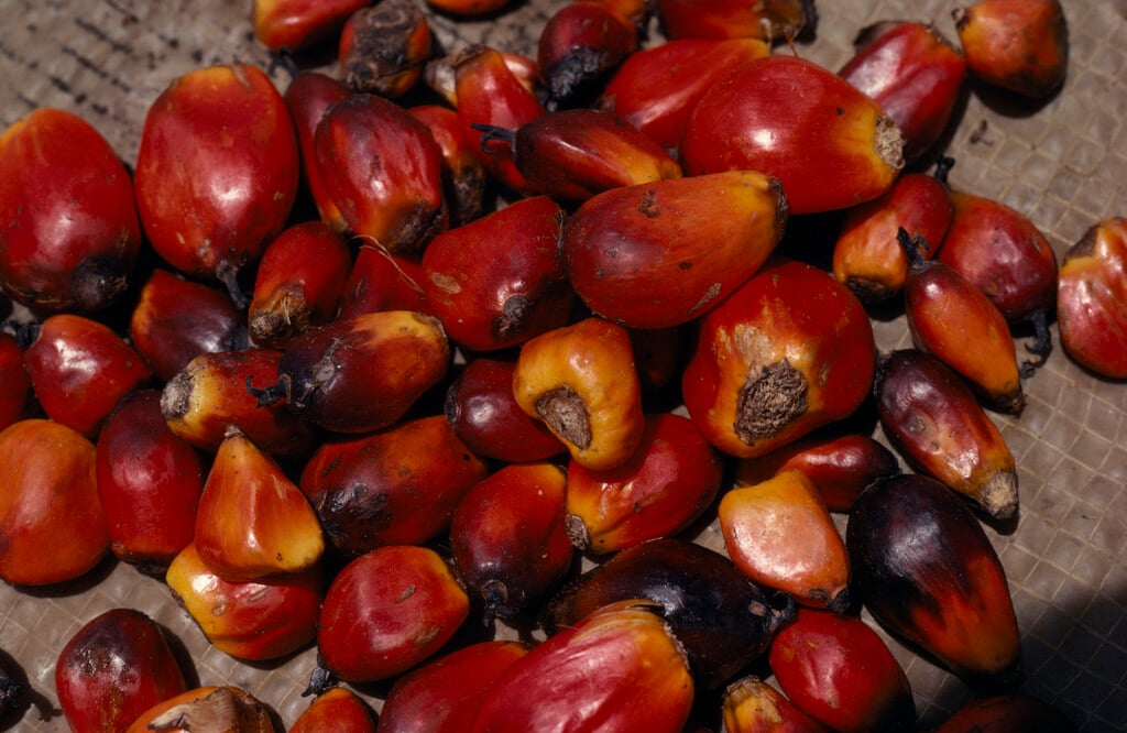 African oil palm