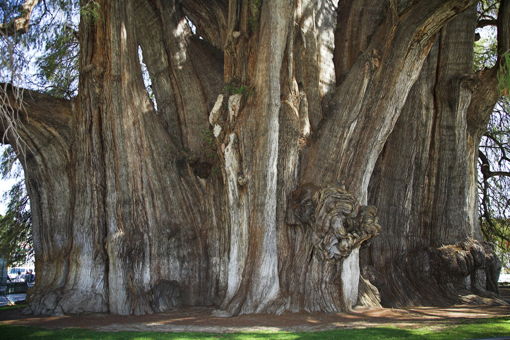 Montezuma cypress