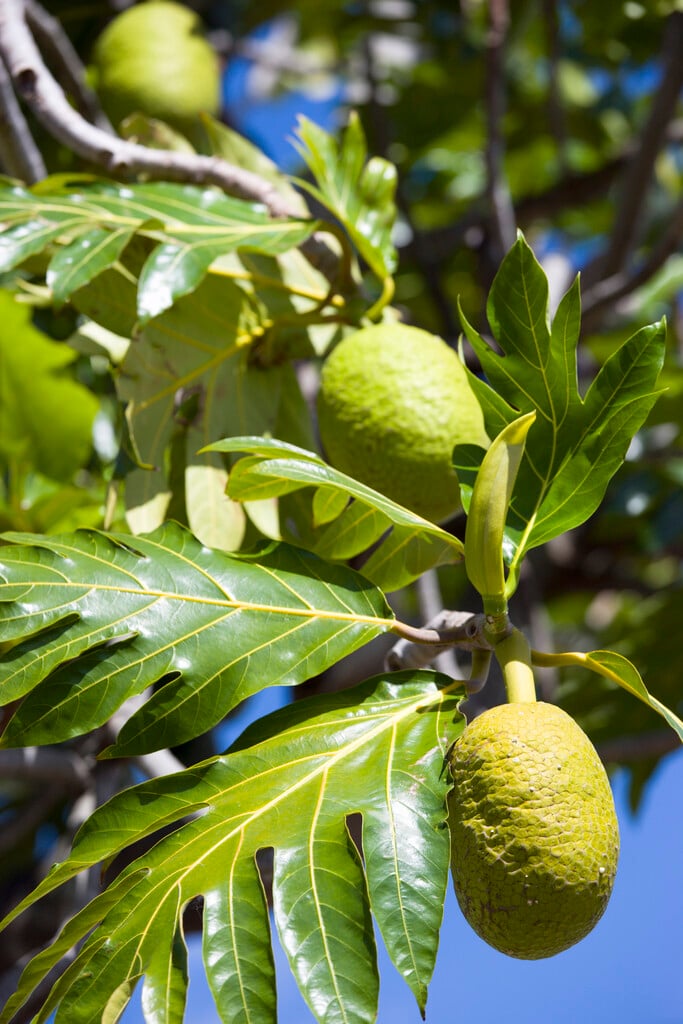 breadfruit