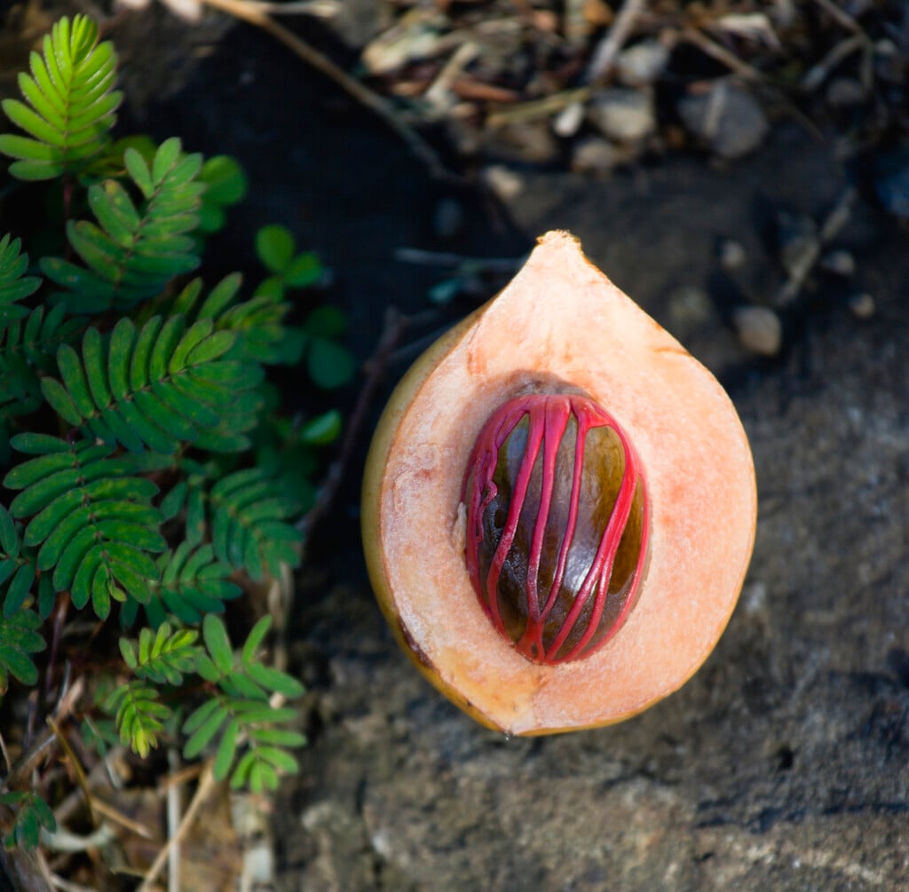 nutmeg