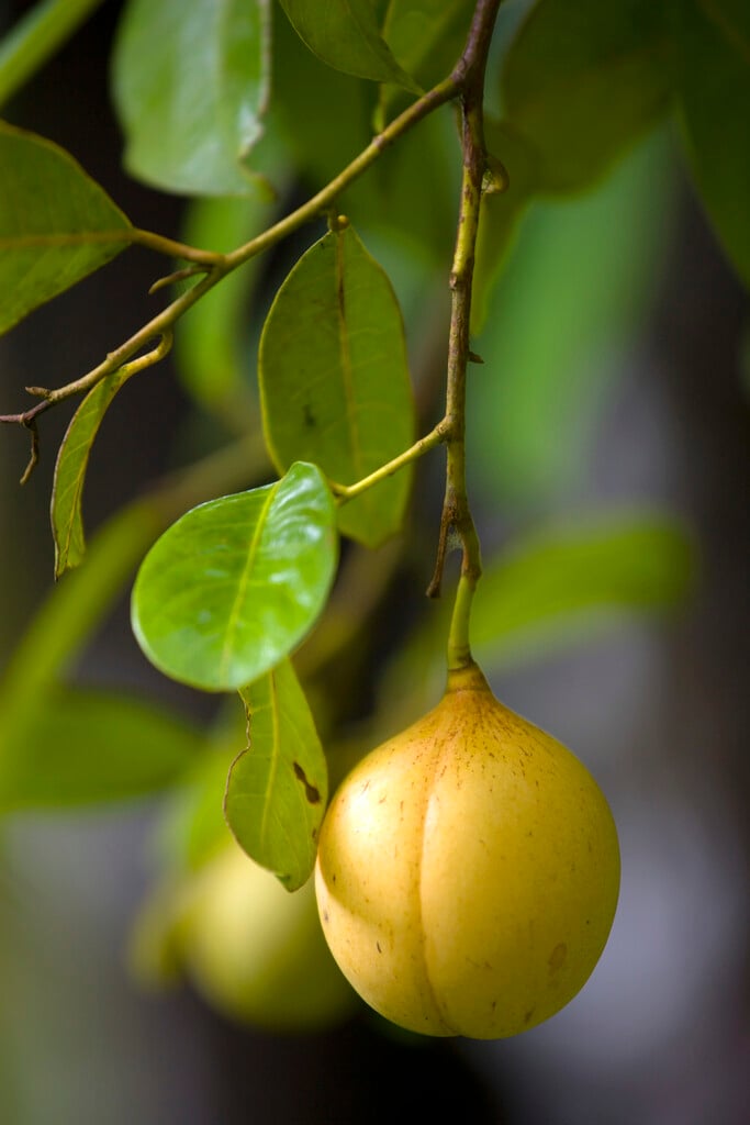 nutmeg