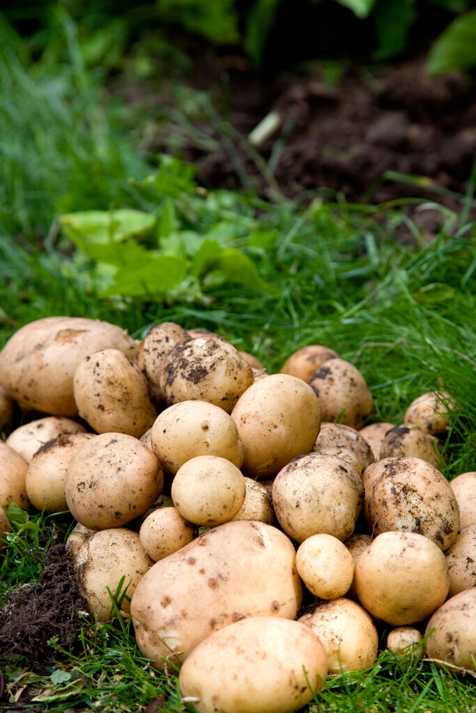 potato