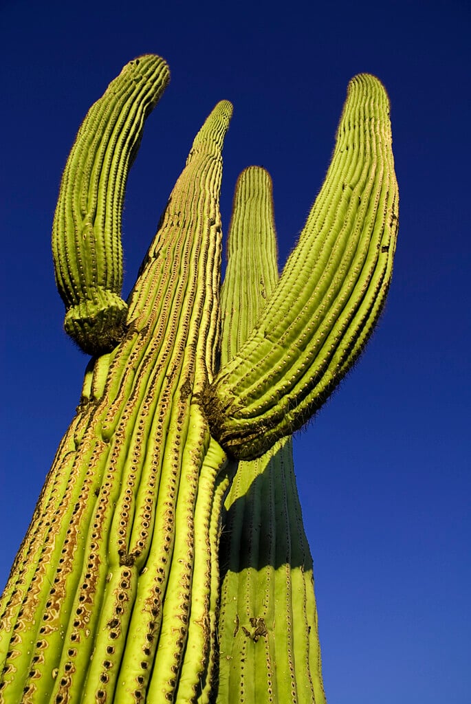 saguaro