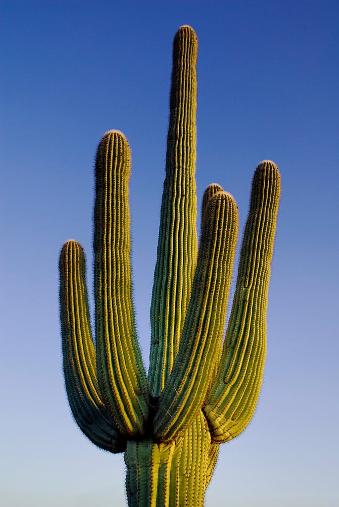 saguaro