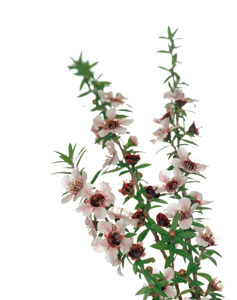 <em>Melaleuca</em> <em>alternifolia</em>