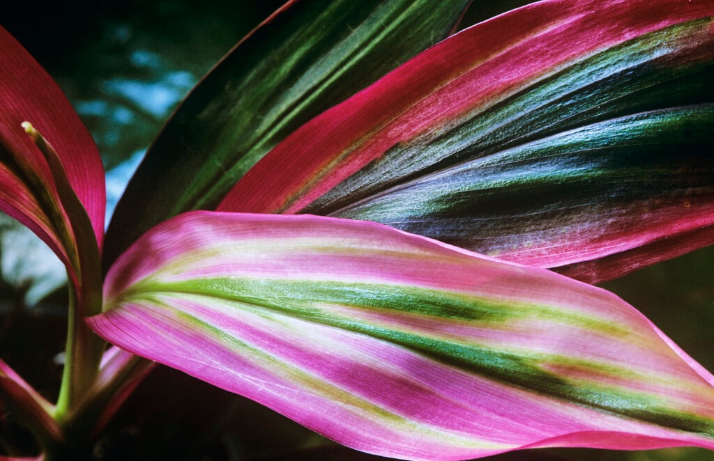 good-luck plant