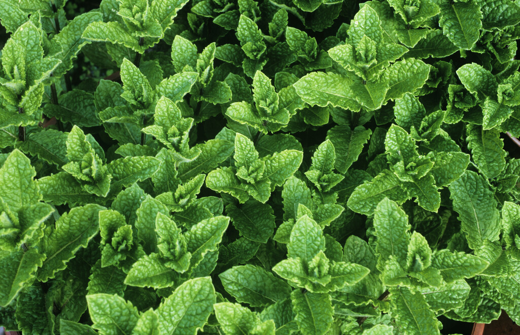 spearmint