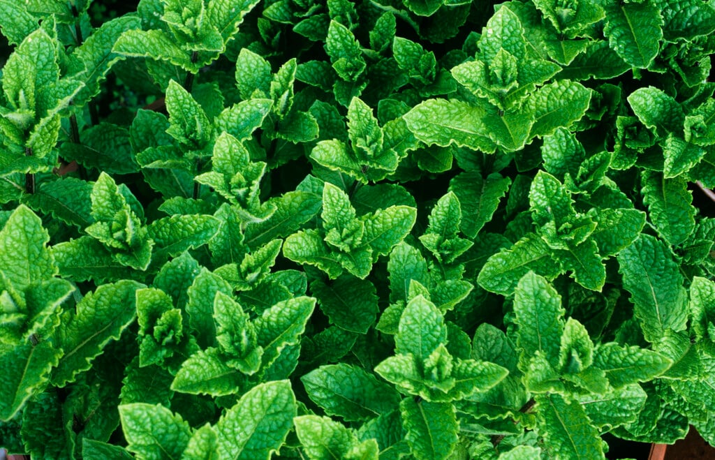 spearmint