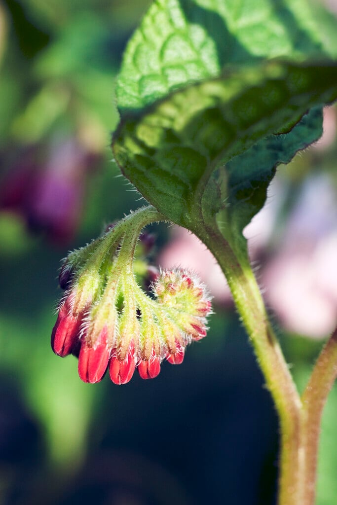 comfrey 'Rubrum'