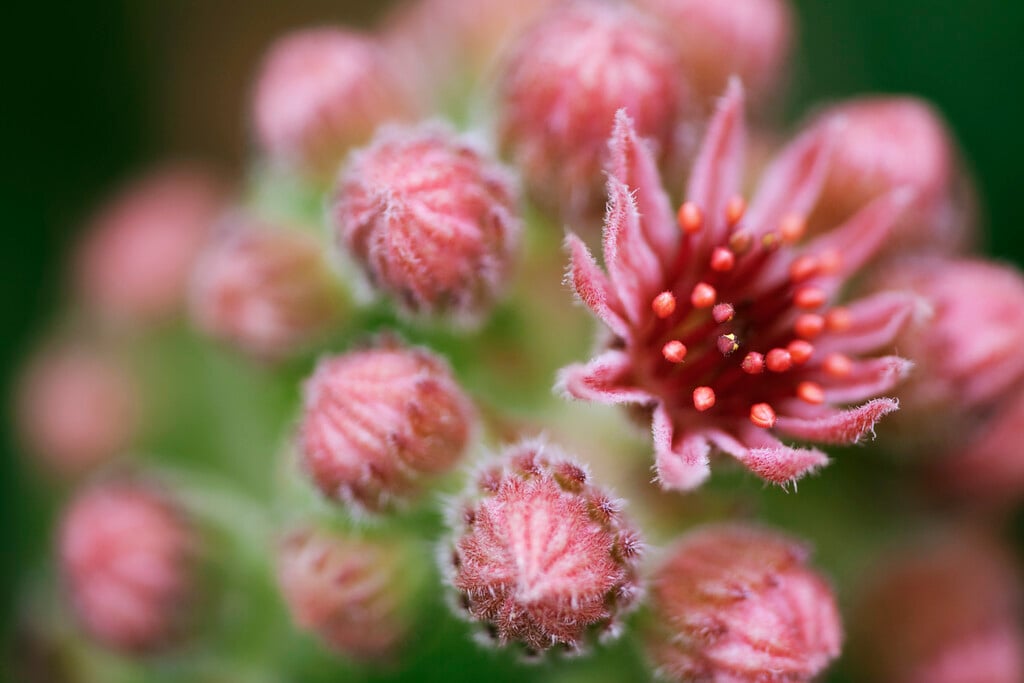 common houseleek