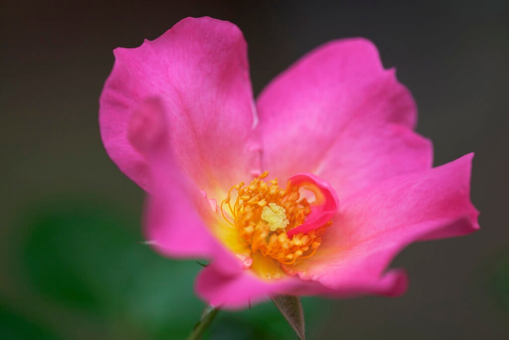 rose [Summer Breeze]