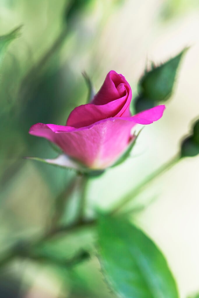 rose [Summer Breeze]