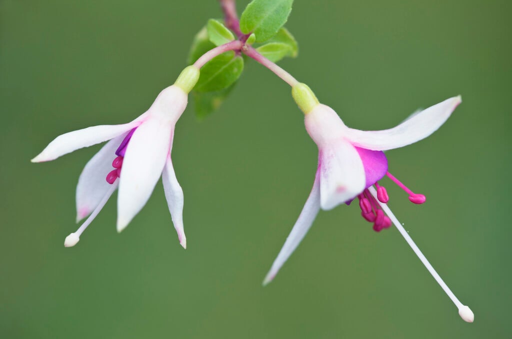 fuchsia 'La Campanella'
