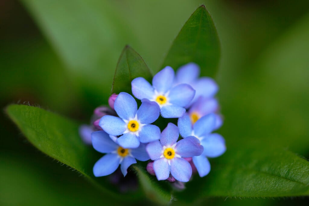 Myosotis scorpioides