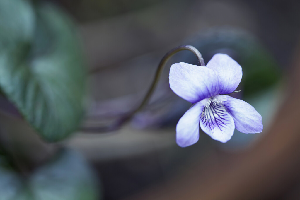 viola Purpurea Group