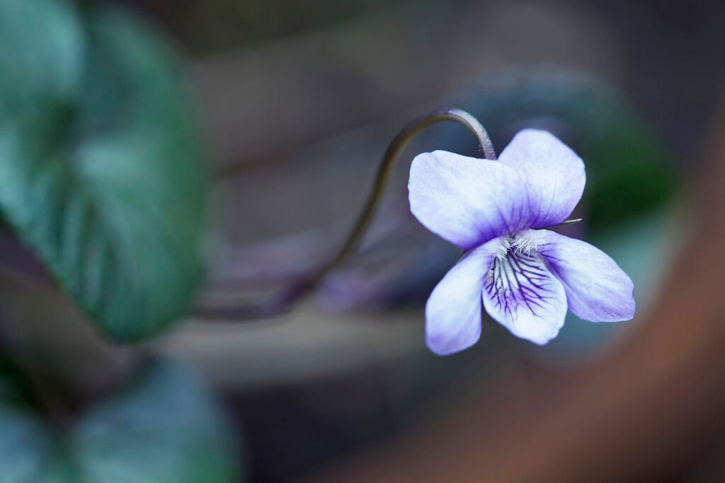 viola Purpurea Group