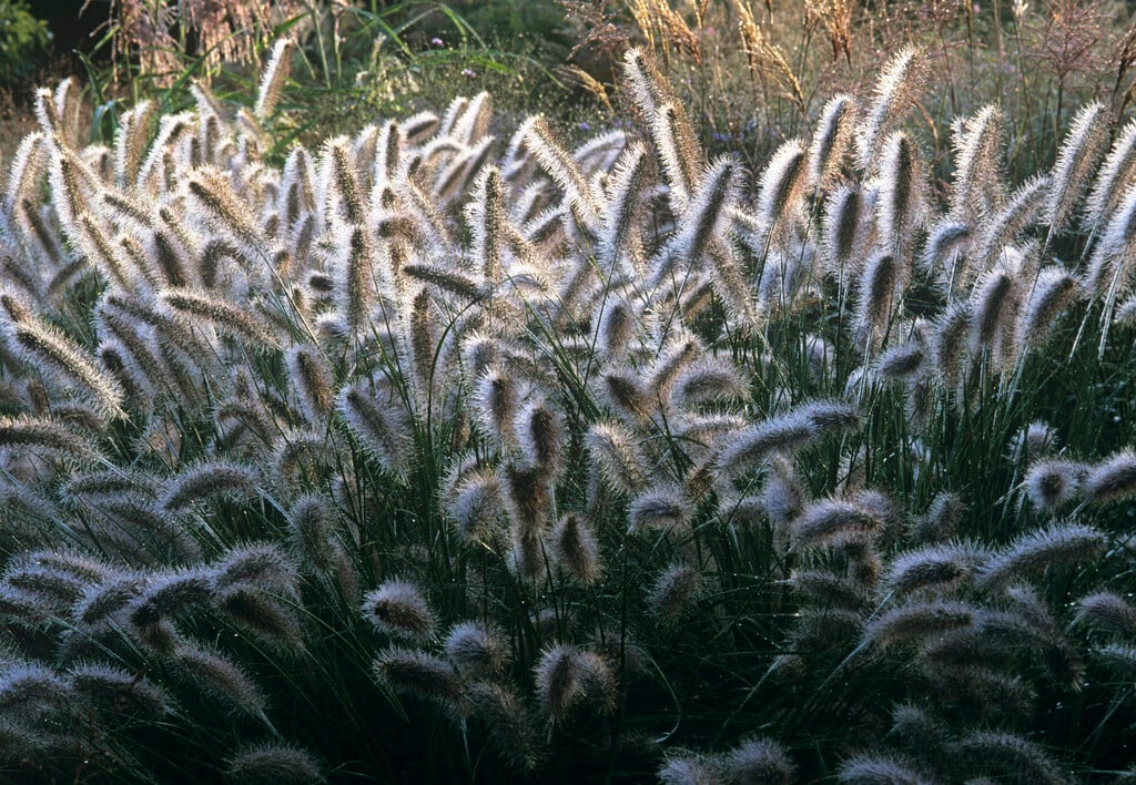 <i>Pennisetum</i> <i>alopecuroides</i> 'Herbstzauber'