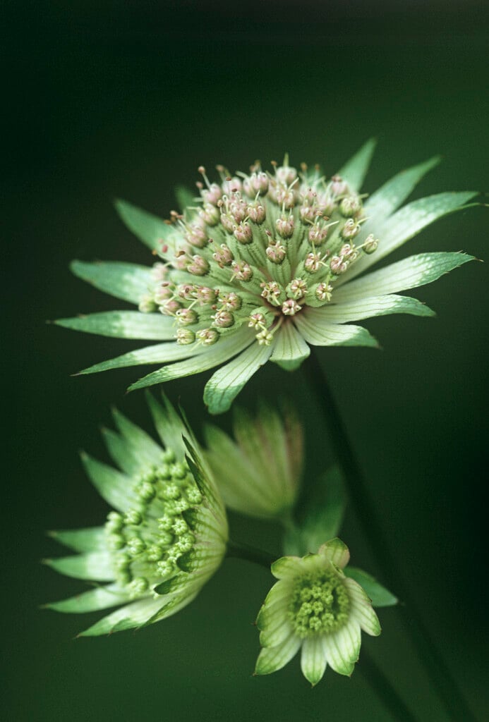 <i>Astrantia</i> <i>bavarica</i>