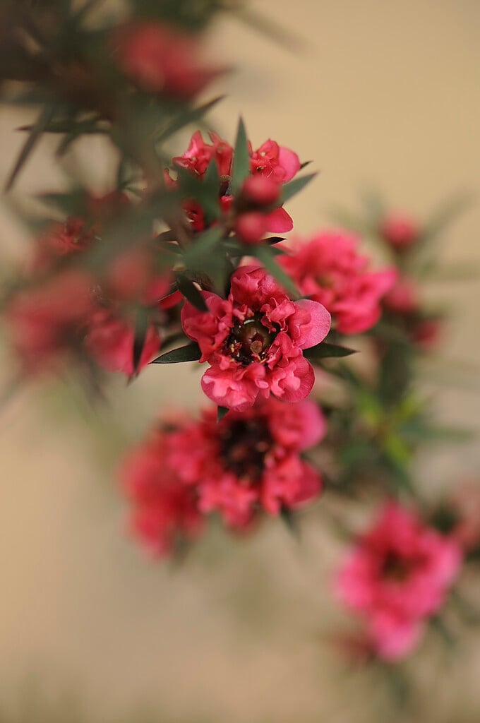 <i>Leptospermum</i> <i>scoparium</i> 'Crimson Glory' (d)