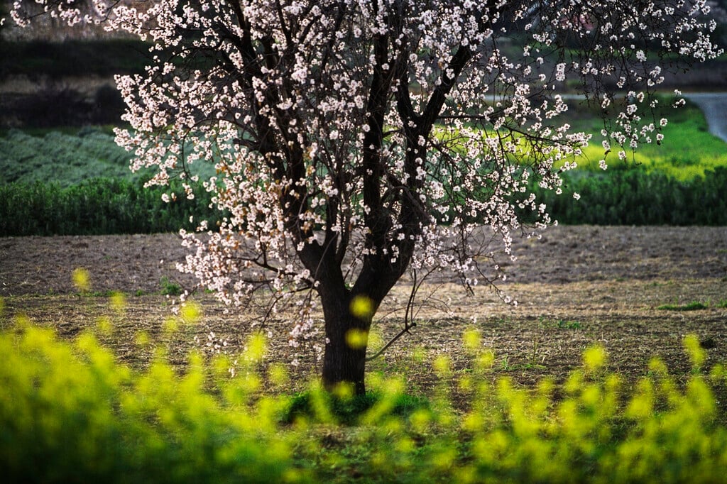 almond