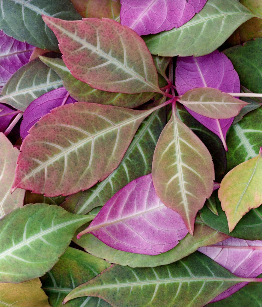 <i>Yua</i> <i>thomsonii</i>