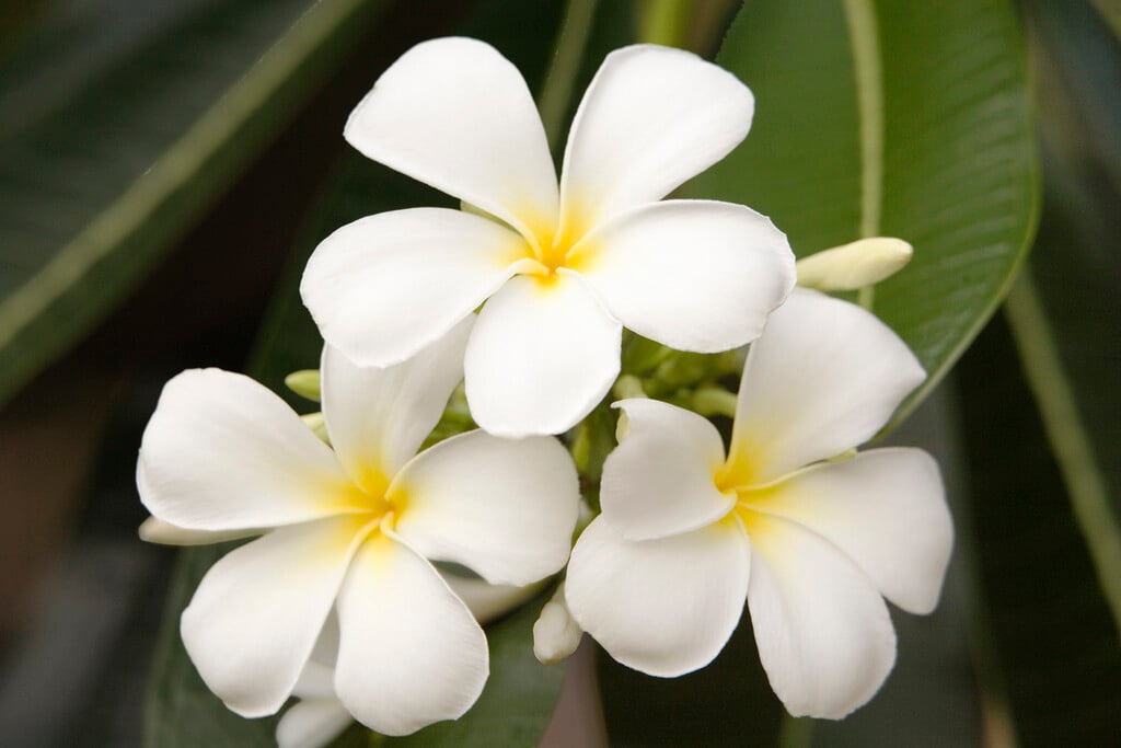 West Indian jasmine