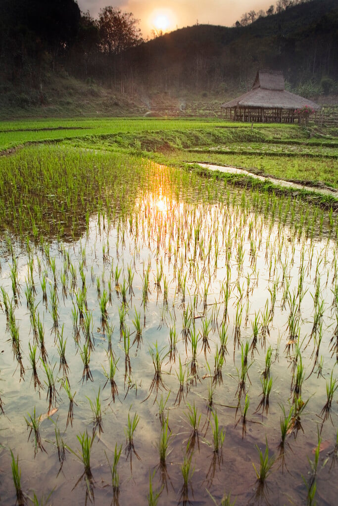 rice