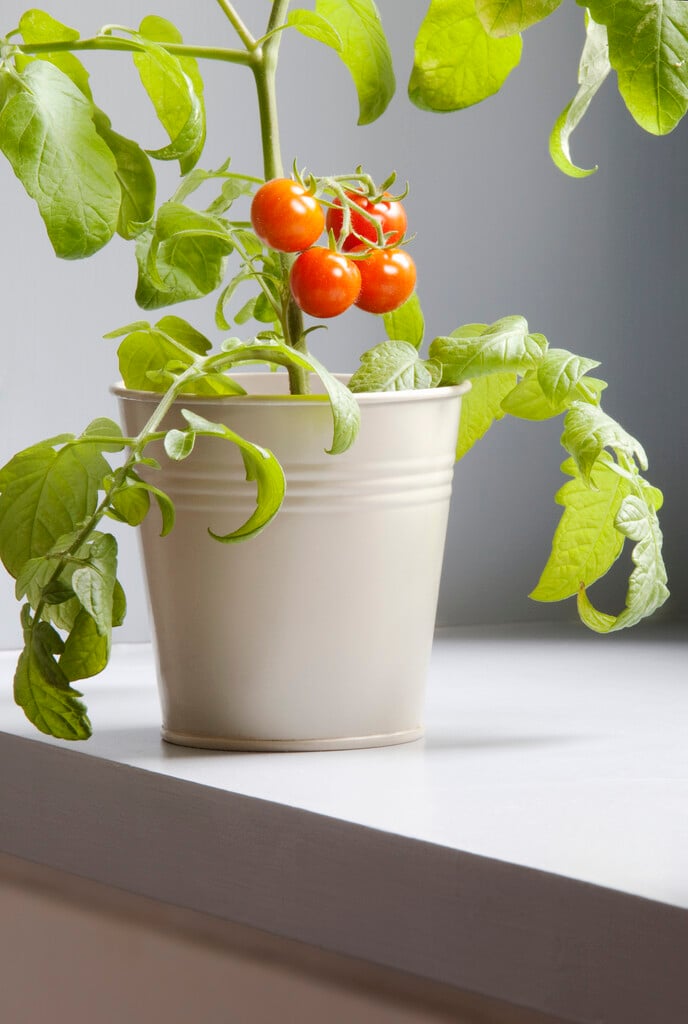 tomato (cherry) 'Gardener's Delight'