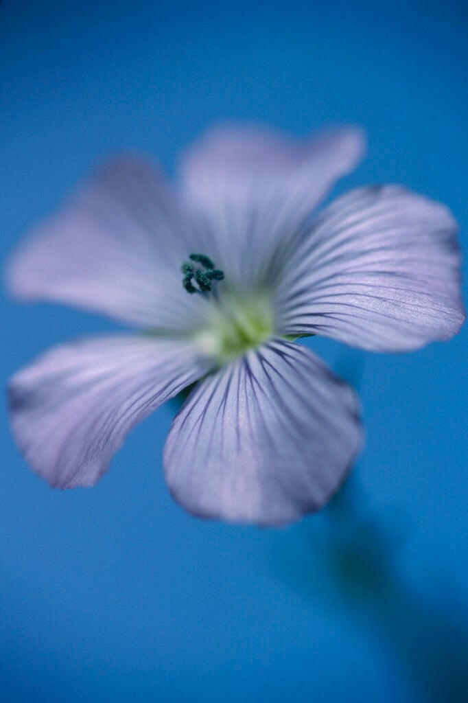 common flax