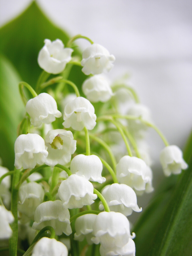 lily of the valley