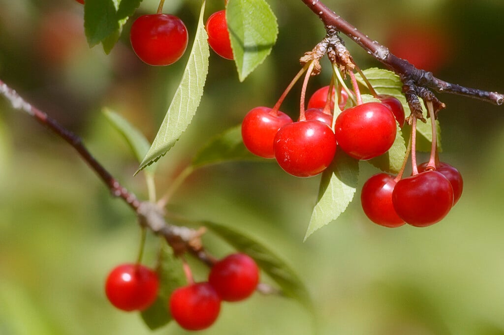 morello cherry