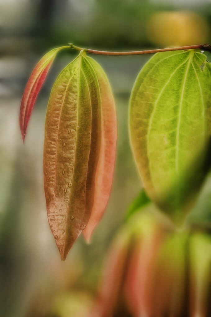 Ceylon cinnamon