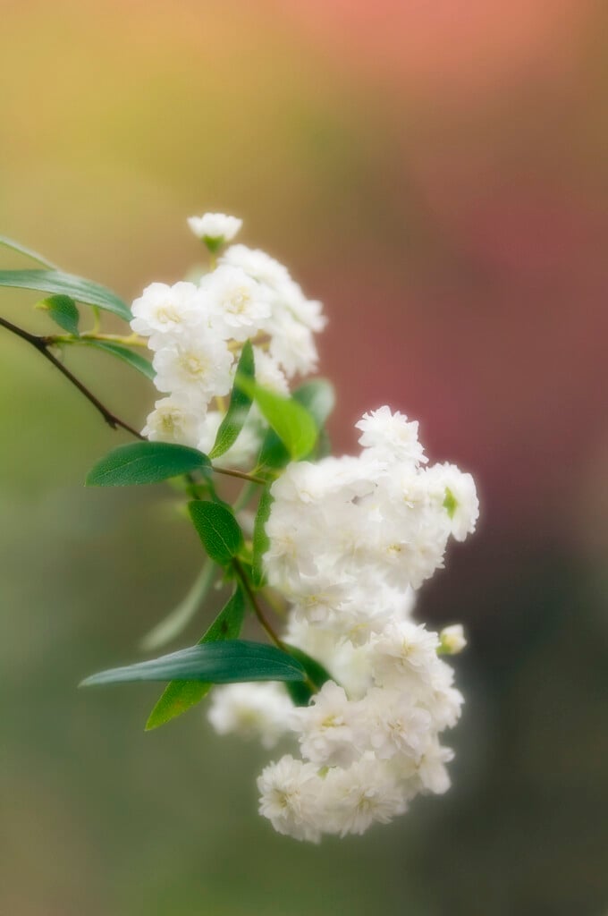bridal wreath spiraea