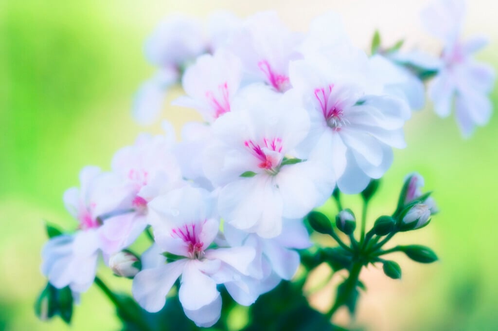 zonal geranium