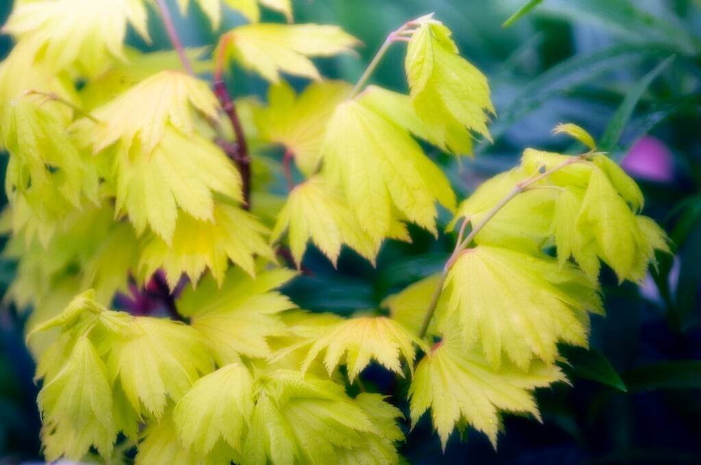 Japanese maple