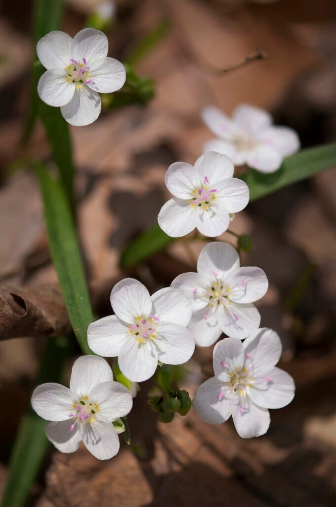 spring beauty
