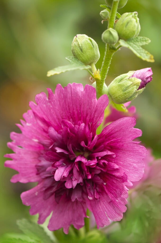 <i>Alcea</i> <i>rosea</i> 'Queeny Purple'