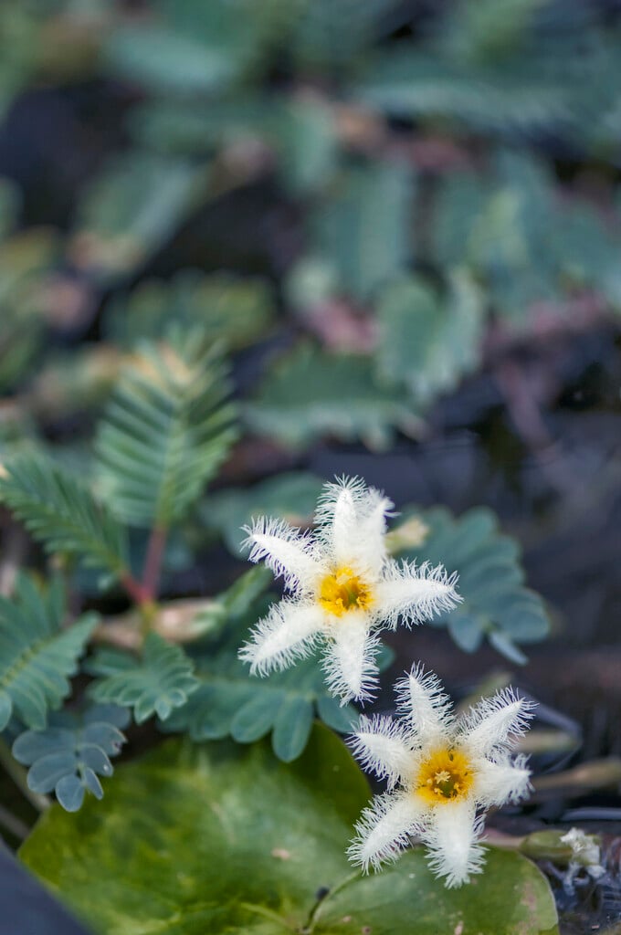water snowflake