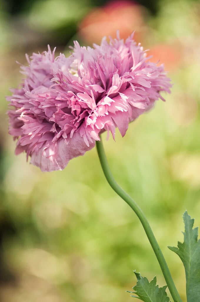 opium poppy