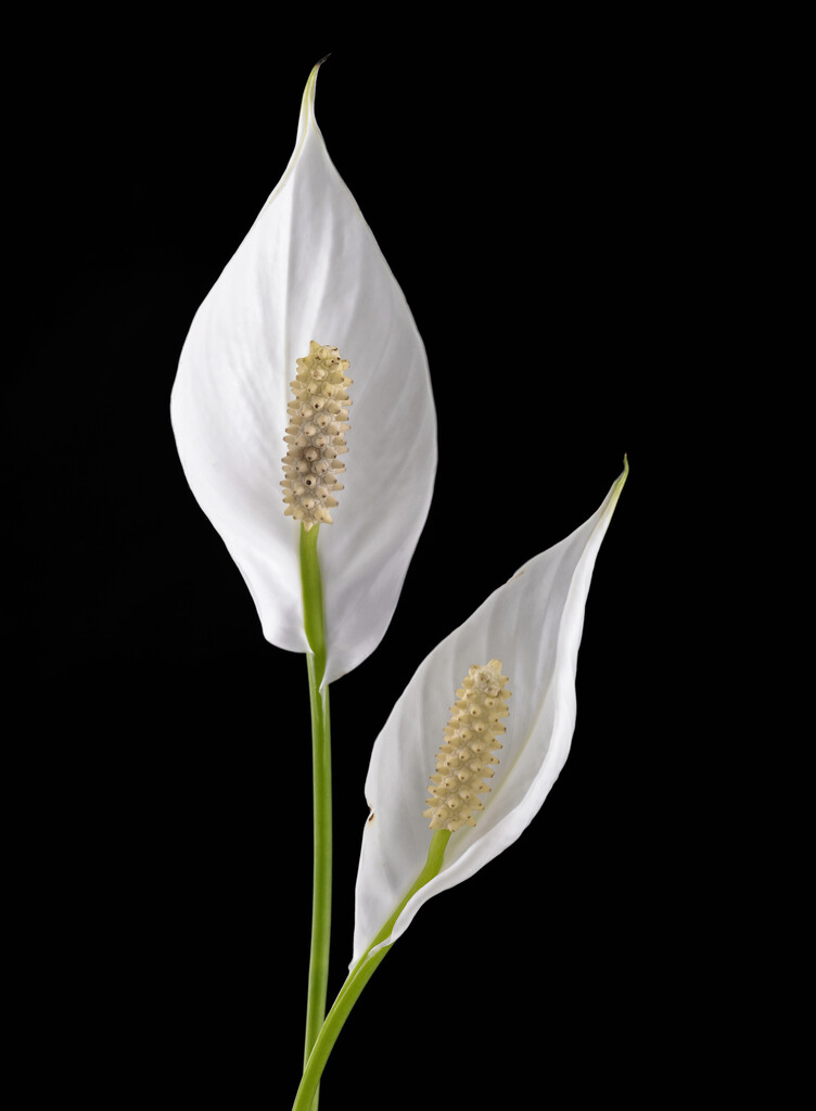 Wallis peace lily