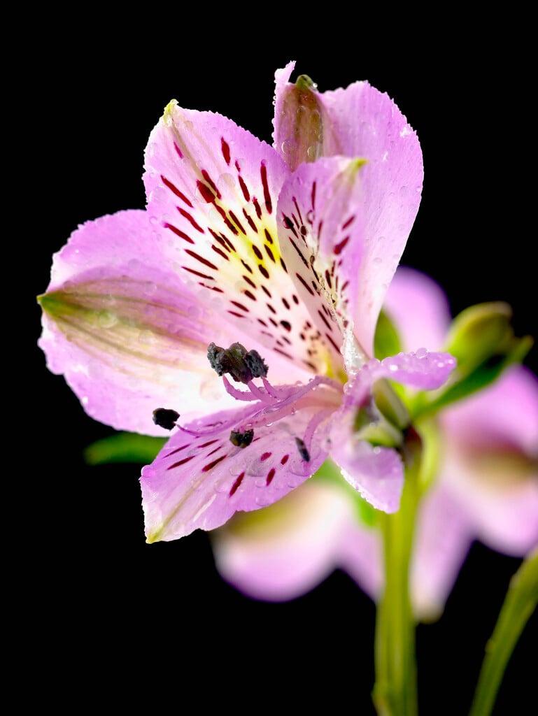 <i>Alstroemeria</i> pink