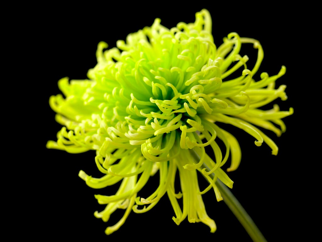 green spider chrysanthemum