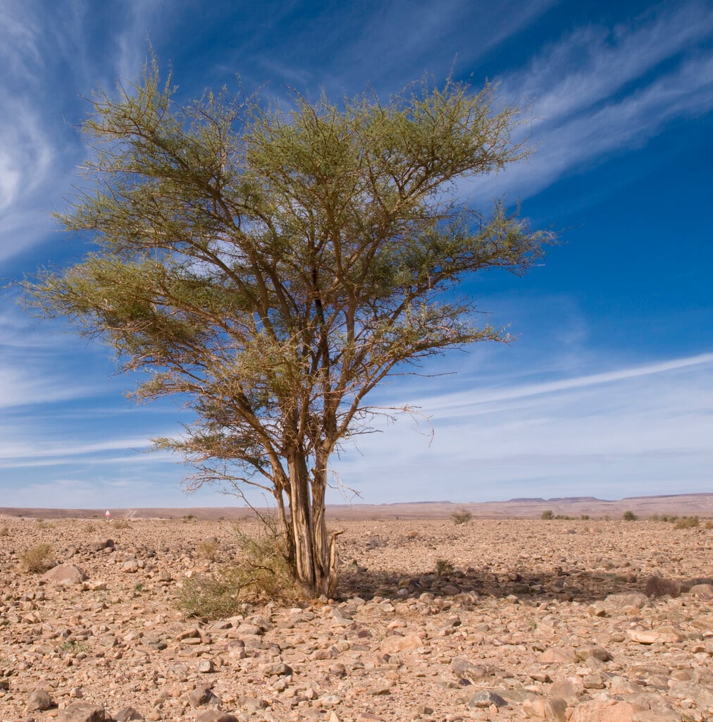 camel thorn