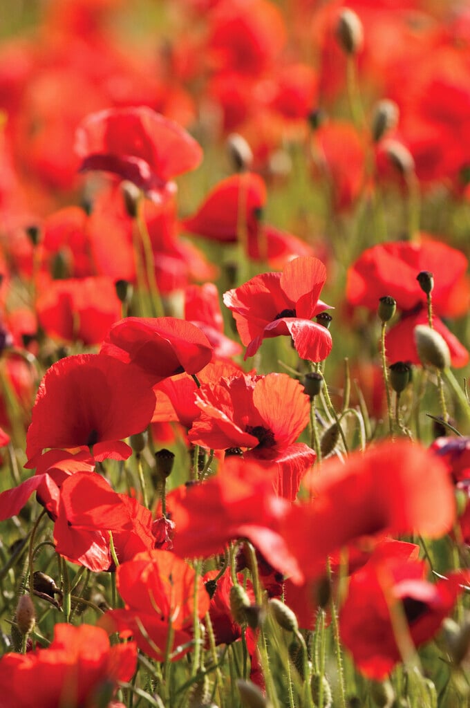 common poppy