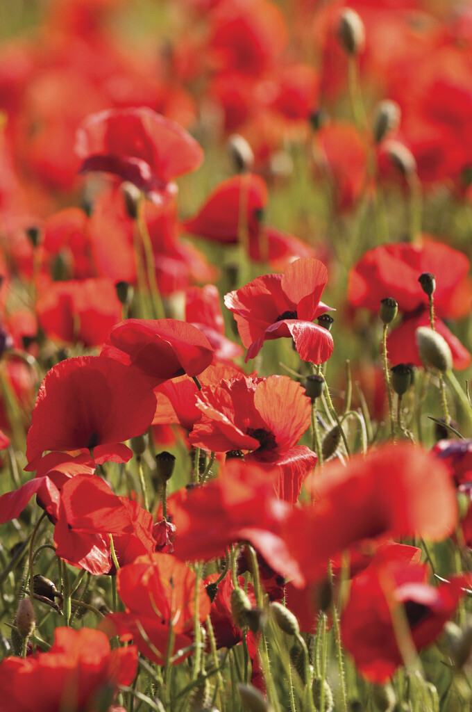 common poppy